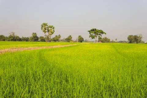 Trees in paddy field Foto stock