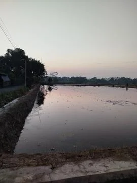Trees, paddy field water, reflection of the sky Stock-Fotos