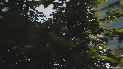 Trees Palm Direc Sunlight Pan Stock Footage 120422423