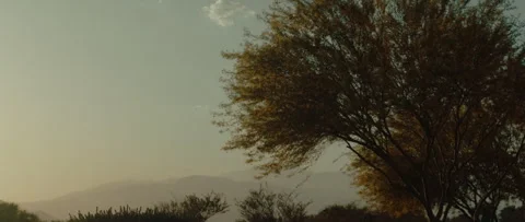 Trees in Palm Springs during Sunset Stock Footage 243620554