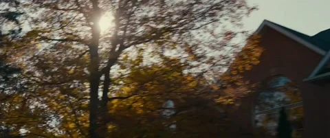 Trees, palms and branches Stock Footage 155551010