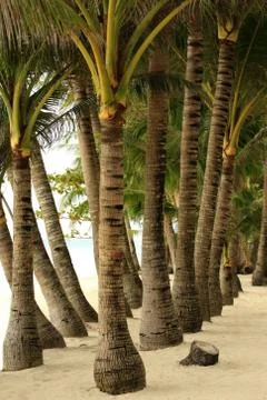 Trees palms Stock Photos