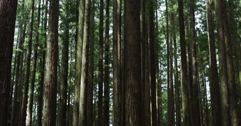 Trees Pan Down in forest California woods mysterious landscape Stock-Footage 67897330