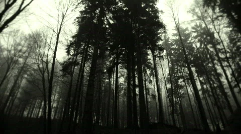 Trees panning Stock Footage 600001