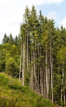 Trees parabola Stock Photos