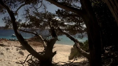 Trees on the paradise beach Stock Footage 81813935