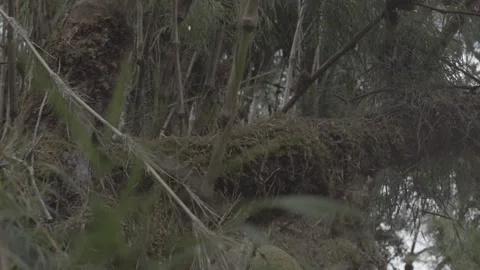 Trees paramos Video stock 151872998