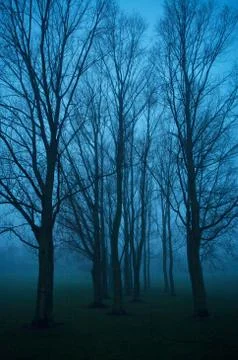 Trees in the park 3 Stock Photos