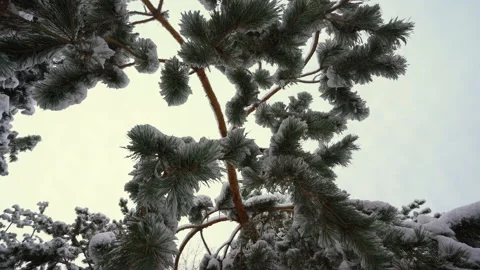Trees in the park after the first snowfall Stock Footage 221603059
