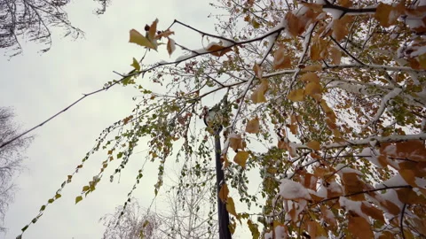 Trees in the park after the first snowfall 스톡 동영상 221603124