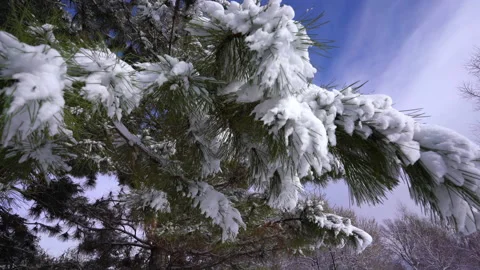 Trees in the park after the first snowfall Stock Footage 221603162