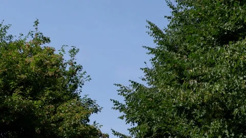 The trees in the park are moving. The blue sky. Stock Footage 157275109