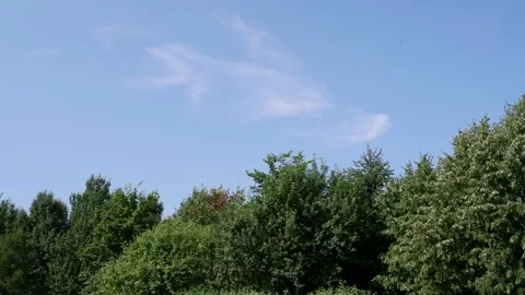 The trees in the park are moving. The blue sky. Stock Footage 157322657