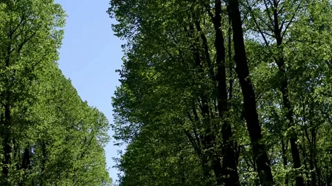 The trees in the park are moving in the wind. Blue sky background. 4k Stock Footage 154652329