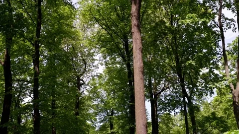 The trees in the park are moving in the wind. Blue sky background. Stock Footage 155198610