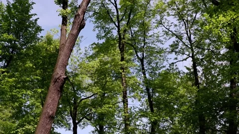 The trees in the park are moving in the wind. Blue sky background. Stock Footage 155198636