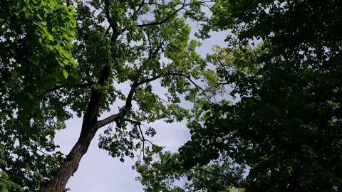 The trees in the park are moving in the wind. Blue sky background. Stock Footage 155198648