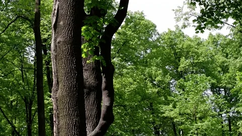 The trees in the park are moving in the wind. Blue sky background. Stock Footage 155198670