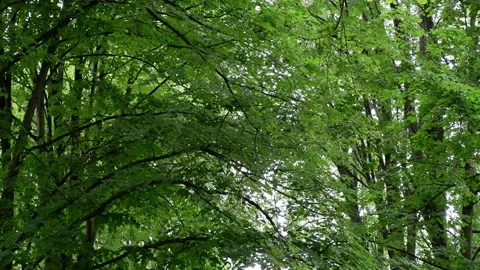 The trees in the park are moving in the wind. Blue sky background. 4k Stock Footage 156547312
