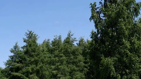 The trees in the park are moving in the wind. Blue sky background. 4k Stock Footage 156704309
