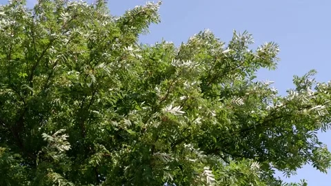 The trees in the park are moving in the wind. Blue sky background. 4k Stock Footage 156756080