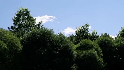 The trees in the park are moving in the wind. Blue sky background. 4k Stock Footage 156802823