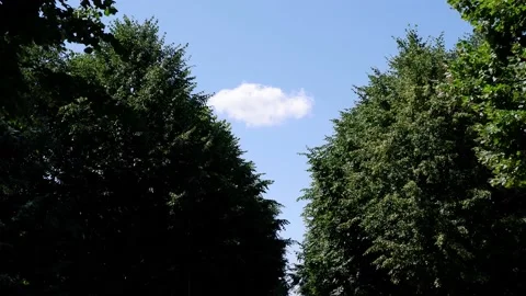 The trees in the park are moving in the wind. Blue sky background. 4k Stock Footage 156850066
