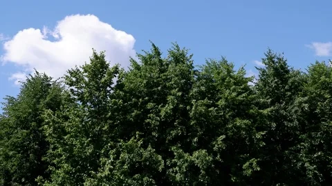 The trees in the park are moving in the wind. Blue sky background. 4k Stock Footage 156904112