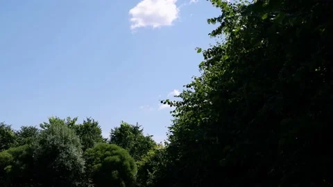 The trees in the park are moving in the wind. Blue sky background. Stock Footage 157021552