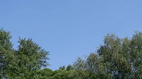 The trees in the park are moving in the wind. Blue sky background. Stock Footage 157062984
