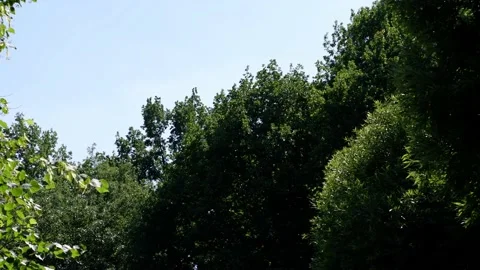 The trees in the park are moving in the wind. Blue sky background. Stock Footage 157181776