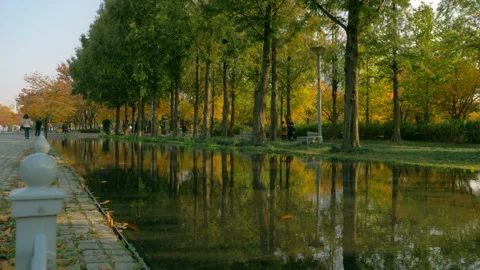 The trees in the park are reflected in the water. Stock Footage 86451532