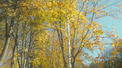 Trees in the Park with autumn leaves rustling in the wind Stock Footage 142222697