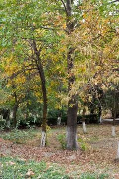 Trees in the park in autumn Stock Photos
