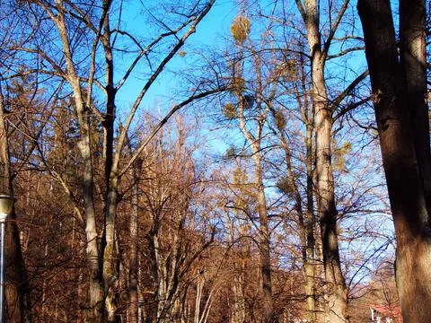 Trees in the park - Baia Mare Фото