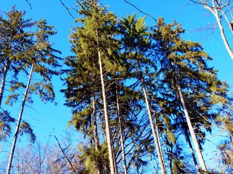 Trees in the park - Baia Mare 库存照片