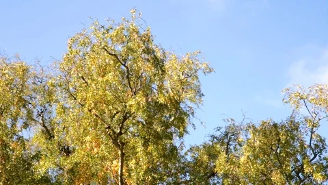 Trees In Park Blue Sky Background Stock Footage 106606507