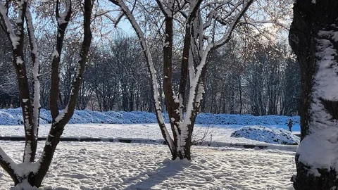 Trees in the park covered with snow in the rays of sunlight during the day. 動画素材 297059418