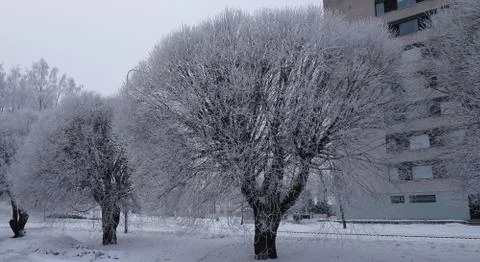 Trees in the park covered with a thick layer of snow on a dark cold winter da Fotos de archivo