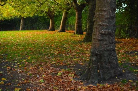 Trees in a park during fall Stock Photos