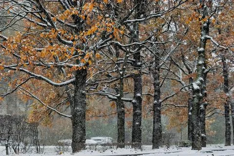 Trees in the park during a snowfall in the fall Foto stock