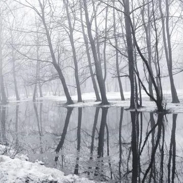 Trees in the park during the spring high water Stock Photos