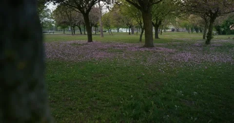 Trees in park with fallen blossoms on grass 스톡 동영상 332948625