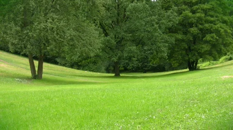 Trees in park Video stock 510675