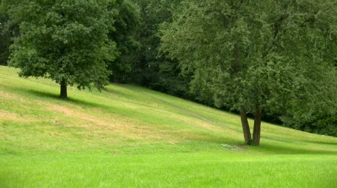 Trees in park Video stock 510687