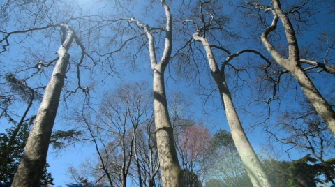 Trees in the park  Stock Footage 670870