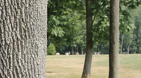 Trees in a Park 動画素材 7904328