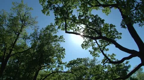 Trees in the park Stockbeeldmateriaal 8961805
