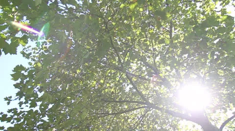 Trees in a park Stock Footage 23426945