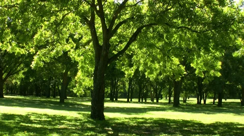 Trees in park Stock Footage 33048470